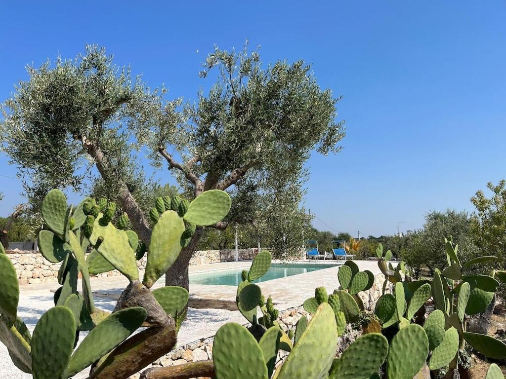 Holiday home Casa Giuliveto - Charmantes Mit Privatpool In Olivenhain
