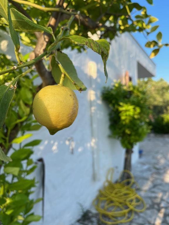 Casa Giuliveto - Charmantes Mit Privatpool In Olivenhain * Ostuni