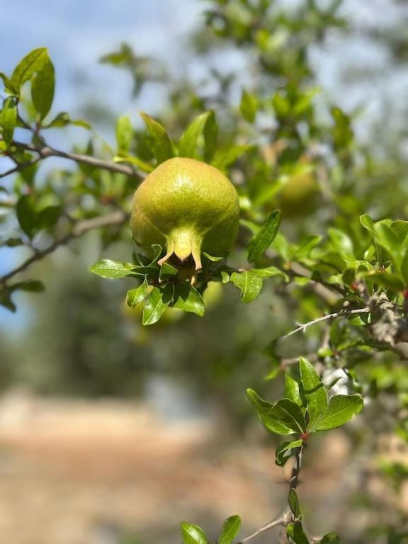Casa Giuliveto - Charmantes Mit Privatpool In Olivenhain * Ostuni